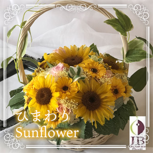 ひまわり sanflower