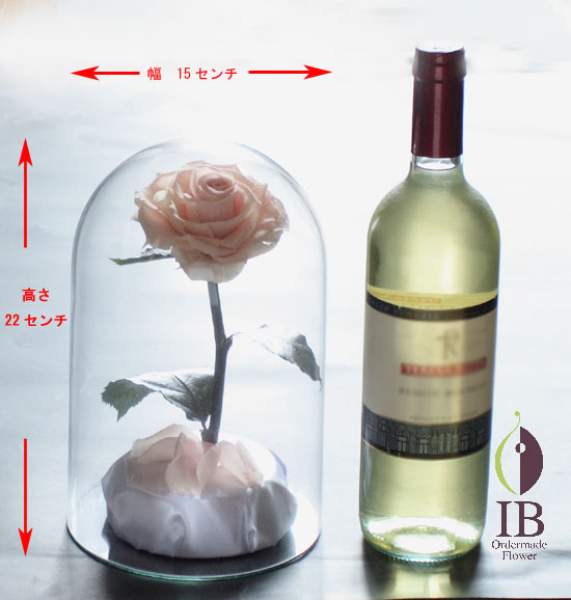 美女と野獣ピンク　渡邊紀江