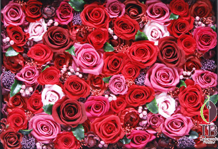 プリザ バラ チェリーレッド