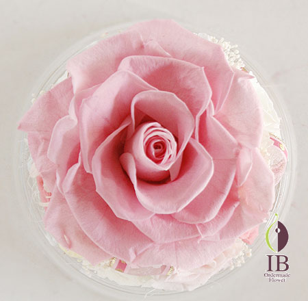 プリザーブド バラ ベイビーピンク